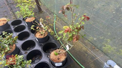 1 BLOSSOMTIME ROSE BUSH