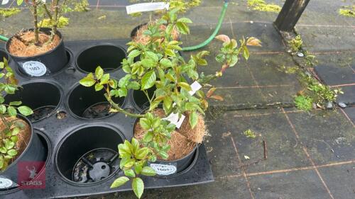 1 PEARL DRIFT ROSE BUSH