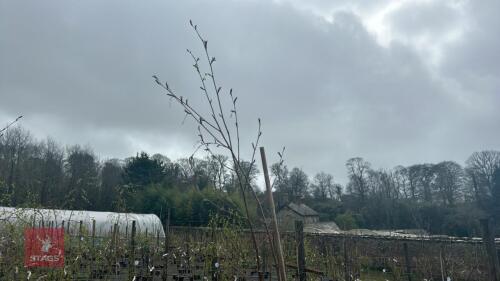 1 BETULA UTILIS 'JACQUEMONTII'