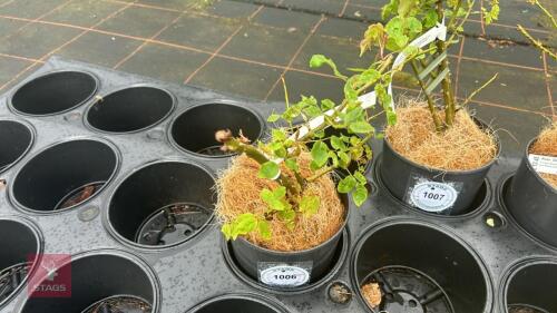 1 CELINE FORESTIER ROSE BUSH