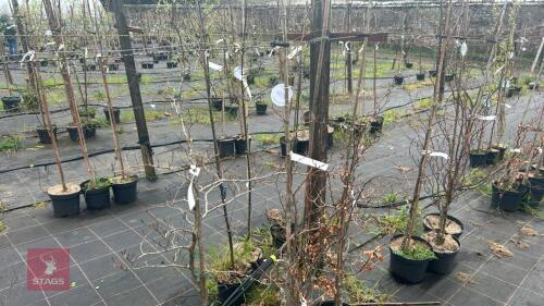 4 FAGUS SYLVATICA