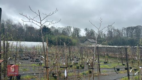 3 FAGUS SYLVATICA 'ATROPURPUREA'
