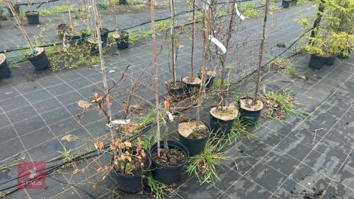 5 FAGUS SYLVATICA 'ATROPURPUREA'