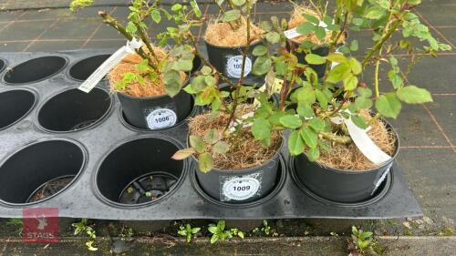 1 DEEP SECRET ROSE BUSH