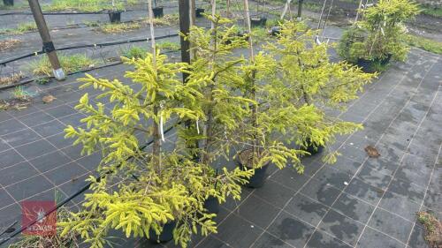 4 PICEA ABIES