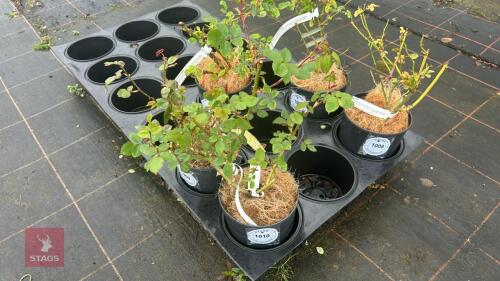 1 EVELYN WILDE ROSE BUSH