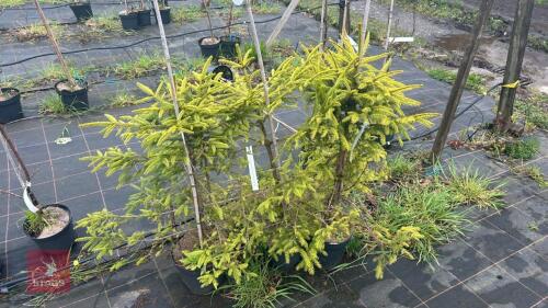 3 PICEA ABIES