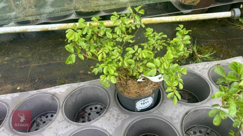 1 BALLERINA ROSE BUSH