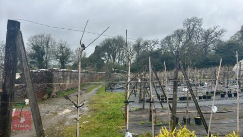 3 APPLE TREES