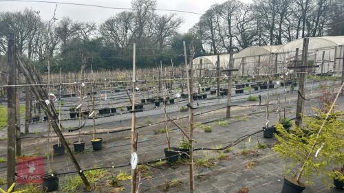 2 TAMAR APPLE TREES (KINGSTON BLACK)