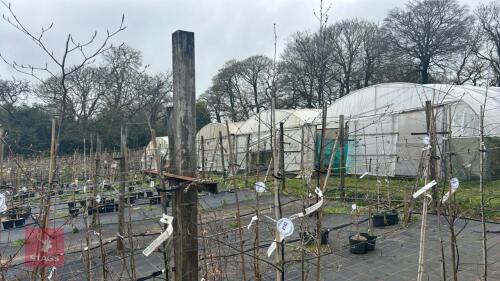 3 BETULA 'ROYAL FROST'
