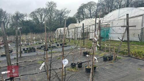 3 BETULA 'ROYAL FROST'
