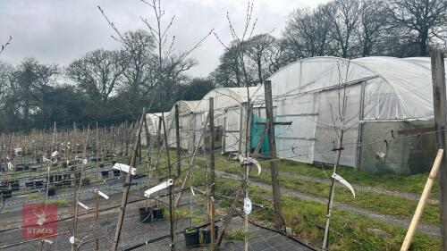 4 BETULA 'ROYAL FROST'