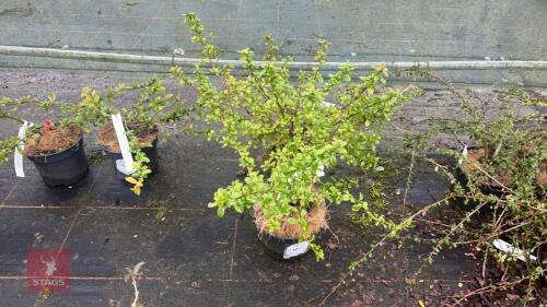 2 ESCALLONIA 'DONARD SEEDLING' SHRUBS