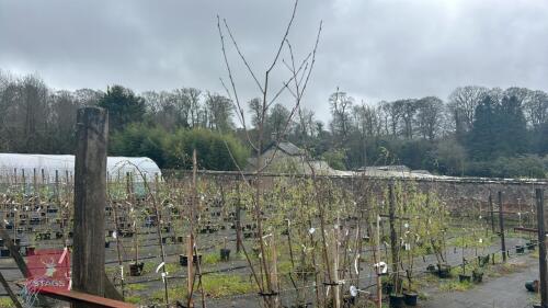 3 BETULA UTILIS 'JACQUEMONTII DOORENBOS'