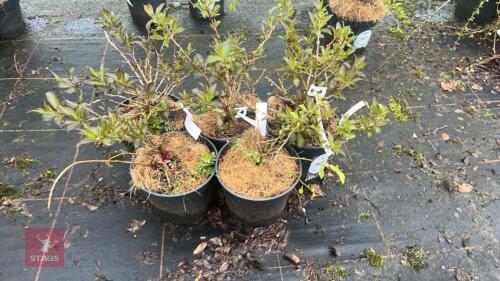 5 WEIGELA FLORIDA 'BLACK & WHITE' SHRUBS