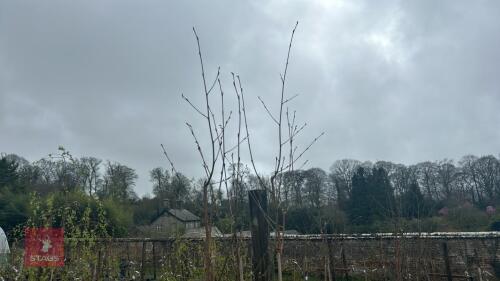 3 BETULA UTILIS 'JACQUEMONTII DOORENBOS'