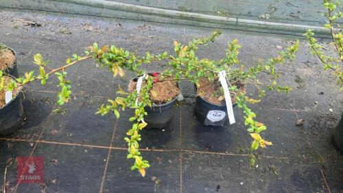 2 CHAENOMELES X SUPERBA 'CRIMSON & GOLD'