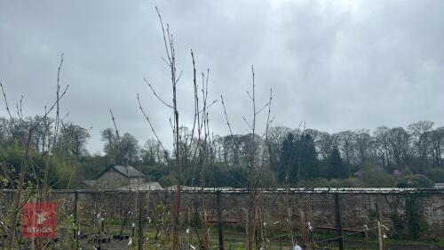3 BETULA UTILIS 'JACQUEMONTII DOORENBOS'