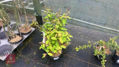 5 SYRINGA X JOSIFLEXA BELLICENT SHRUBS