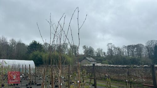 2 BETULA UTILIS 'JACQUEMONTII DOORENBOS'