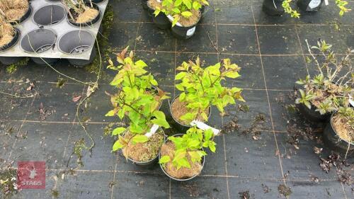 4 SYRINGA X JOSIFLEXA BELLICENT SHRUBS
