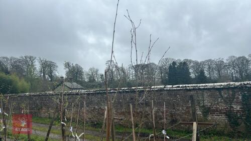3 BETULA UTILIS 'JACQUEMONTII DOORENBOS'