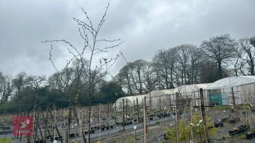2 BETULA TREES