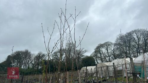 3 BETULA UTILIS 'JACQUEMONTII DOORENBOS'