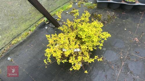 4 SPIRAEA JAPANICA 'GOLD FLAME'