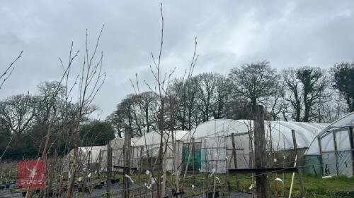 2 BETULA UTILIS 'JACQUEMONTII DOORENBOS'