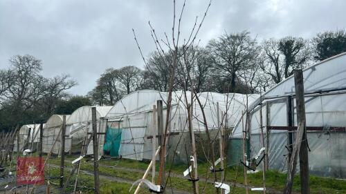 3 BETULA UTILIS 'JACQUEMONTII DOORENBOS'