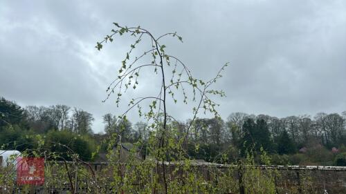 3 BETULA PENDULA 'YOUGII'