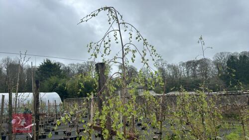 3 BETULA PENDULA 'YOUGII'