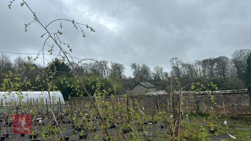 3 BETULA PENDULA
