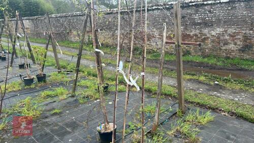 3 BETULA PENDULA 'TRISTIS'