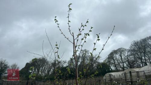 1 BETULA ALBOSINENSIS 'KANSU'