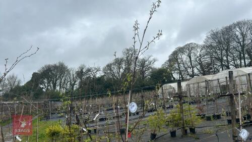 1 BETULA UTILIS 'PRATTII'