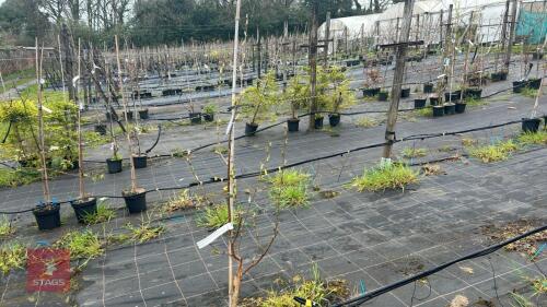 1 BETULA UTILIS JACQUEMONTII