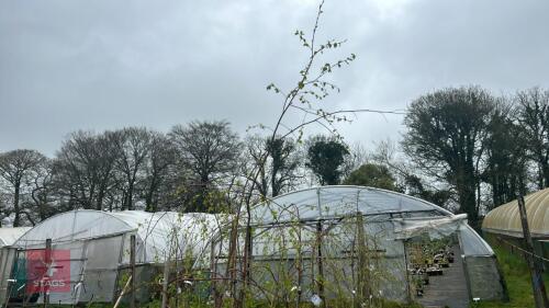 3 BETULA PENDULA 'YOUNGII'