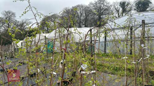 3 BETULA PENDULA 'YOUNGII'