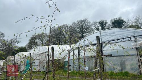 4 BETULA PENDULA 'YOUNGII'