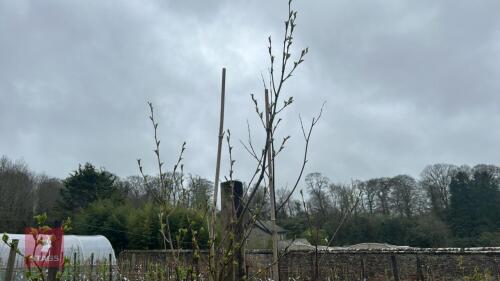 2 BETULA ERMANII 'GRAYSWOOD HILL'
