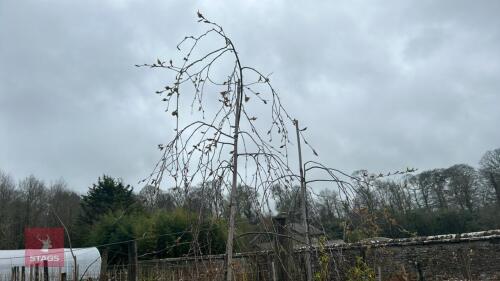 2 BETULA PENDULA 'TRISTIS'