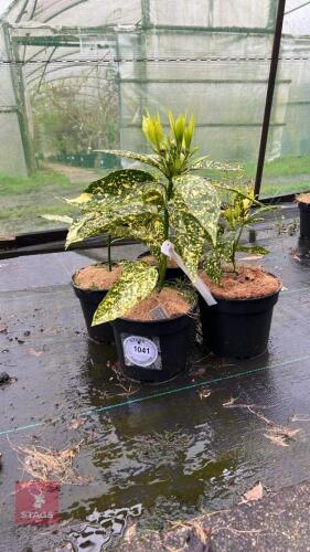 4 AUCUBA JAPONICA 'GOLDEN GIRL'