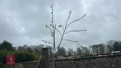 1 BETULA ALBOSINENSIS 'KANSU'