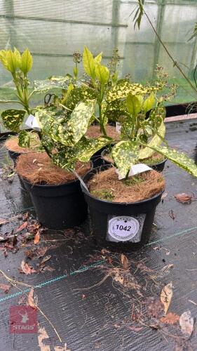 5 AUCUBA JAPONICA 'GOLDEN GIRL'