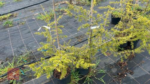2 CEDRUS LIBANI