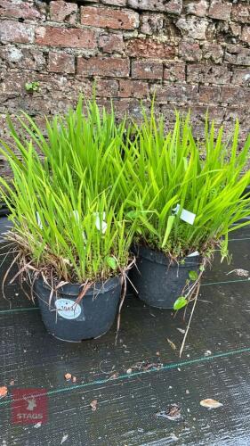 3 CROCOSMIA PLANTS