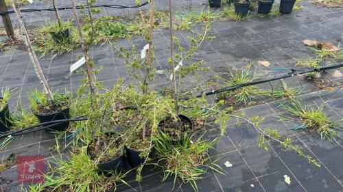 3 CEDRUS LIBANI